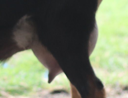 kraving chaod udder